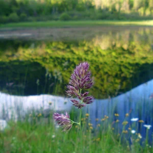Beaver Pond, Vermont