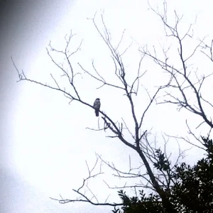 A hawk in the trees