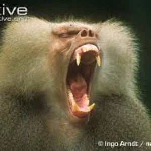 Baboon