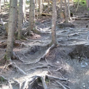 Someone say "roots"?