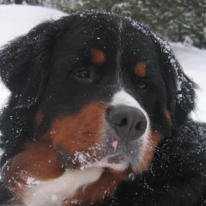Bodacious WangoTango