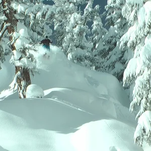 Sierra trees