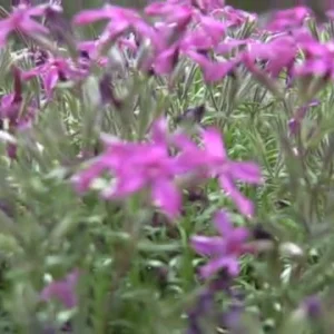 Random Scenic Shots(canon hv10)