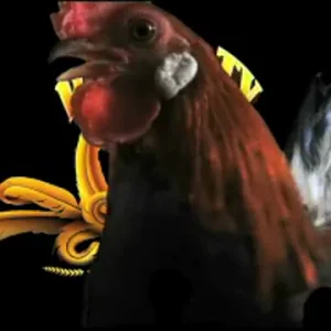 Rooster TV Episode 2