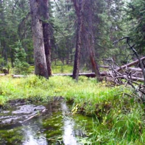 Colorado Cultured Ep. 1: A New Winter