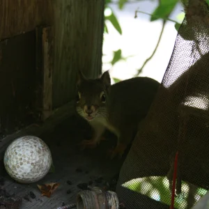 Cute little thing lives in a bird house on my deck