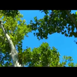 Dan Dougherty A Few Days of Summer