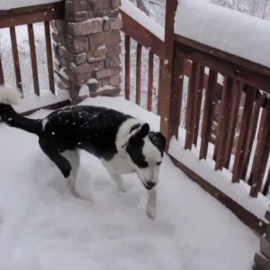 Man-made in the Mitten