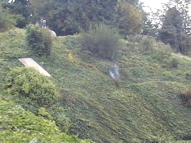 Ivy Boarding MUST SEE!!!