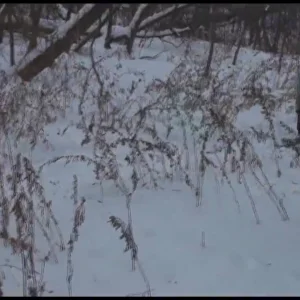 Secret of the Ooze XI