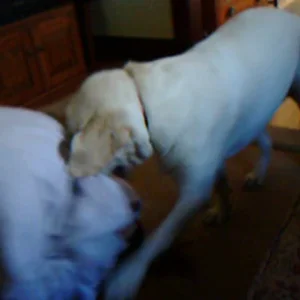 lauren getting humped by trapper