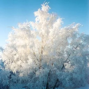 Snow covered tree in the sun