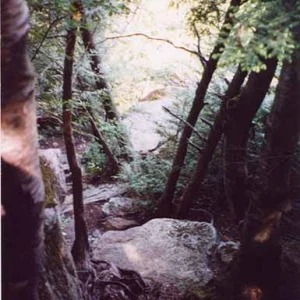 cool trails up in the woods