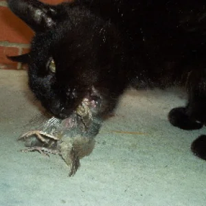 My 17 year old cat eating his freshly caught dinner