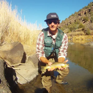 Brown trout in the Rio Grande