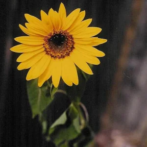 Sooooooooo unoriginal