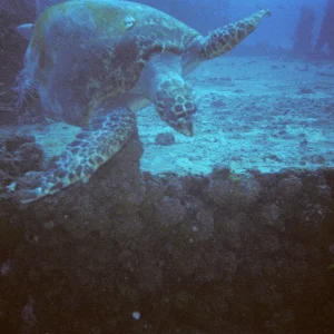 Massive Sea Turtle
