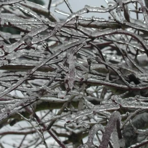 Icy Tree limbs