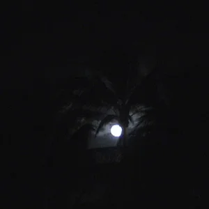 moon through the palm trees