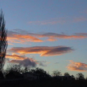 a tree with coolness