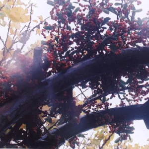 berries on a fence in the rain