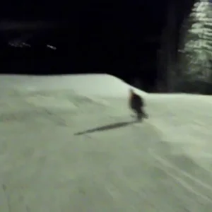 Mid season Kangaroos and Stuff