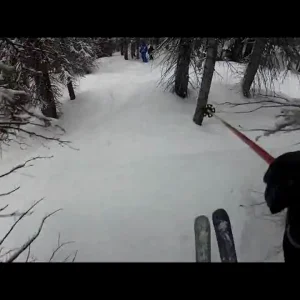 A few tight tree turns with the Dawgz