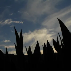 plant outline with sky