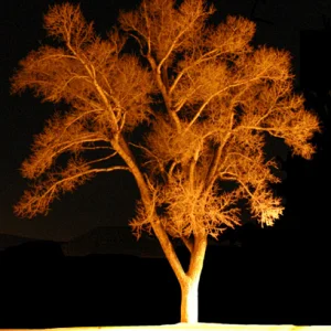 A tree at nite.