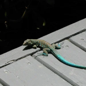 Lizard