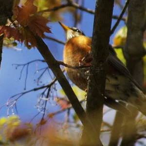 TttwwwwweeeeeeeeeeeeeeeeTTTTTT~ chirp chip choo choo