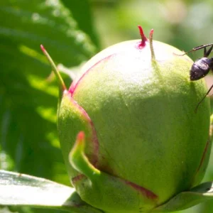 Ant on bud