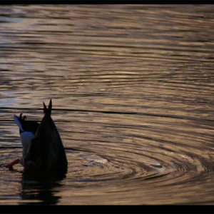 Duck looking for food.