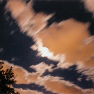 look for a while at the china cat sunflower