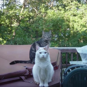 My Cats, dont mess with them