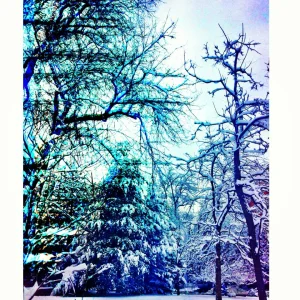 Dude, Check Out Those Trees