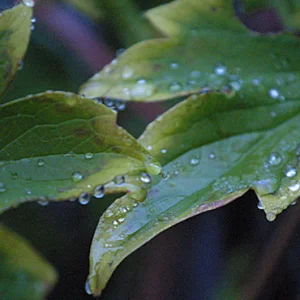 You picked you. Referring to me. The correct answer is you.