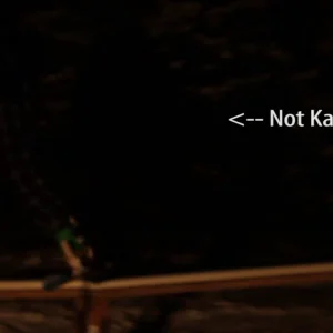 Kareem Tawil Self Edit