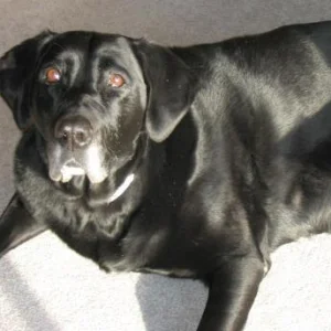 My Black Lab