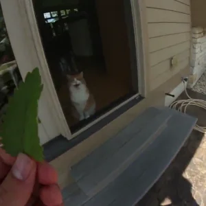 Cement Surfers Two TEASER