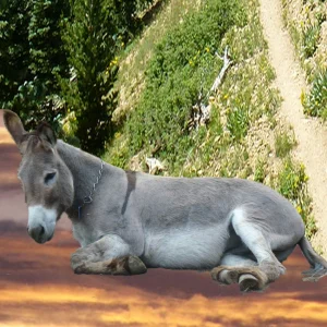 Custom Ski Graphic Top Sheet