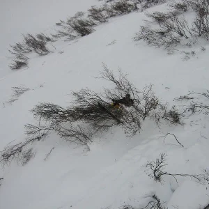 Boarder OWNED by a bush...got bark?