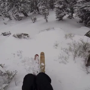 B Town Preseason Trees