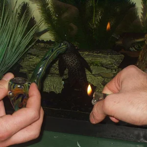 FIsh know how to puff down