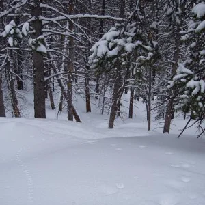 one of the tree runs