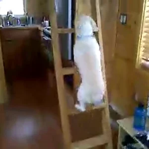 Dog Climbs Ladder