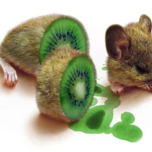Kiwi Souris