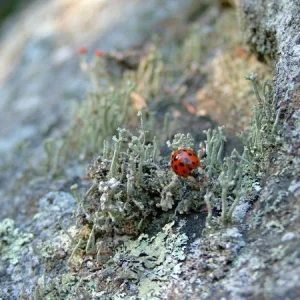ladybug on some lyca