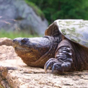 I got attaced by leaches takeing this picture...