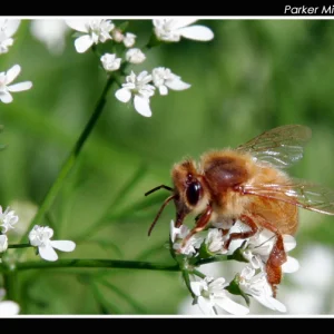 Honey Bee